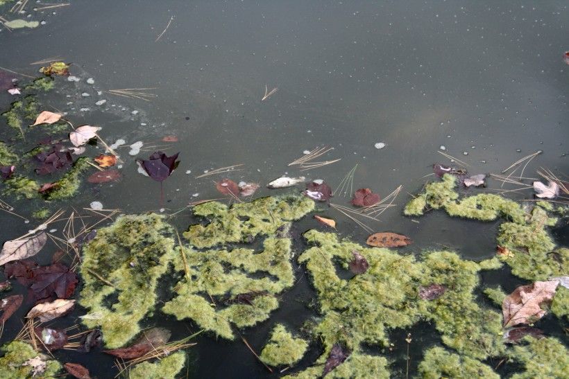 Algae & Duckweed The Costs and Benefits Brandywine Conservancy and